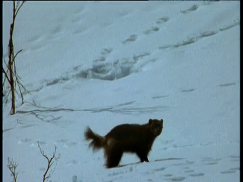 斯堪的那维亚，狼獾在雪地里昂首阔步视频素材