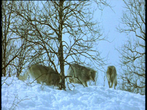 斯堪的纳维亚的狼群在雪地里挖掘和嗅嗅视频素材