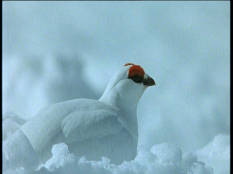 斯堪的那维亚，柳树松鸡坐在雪地里视频素材