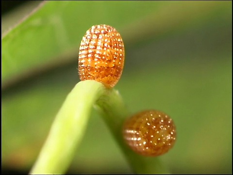 火焰蝴蝶卵粘在西番莲卷须上视频素材