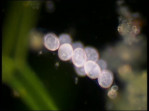 苔藓中的缓步动物卵视频素材