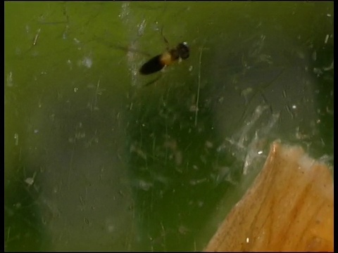 水生黄蜂挣扎在英国的海藻水域视频素材