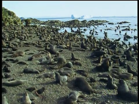 鹤在南极海滩上拥挤的海狗繁殖地上方视频素材