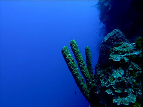 开曼群岛珊瑚礁边缘伸出海绵手指视频素材