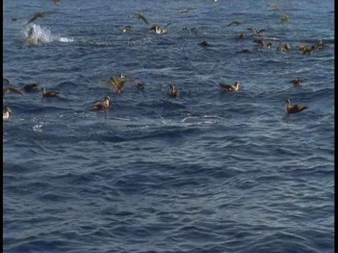 在亚速尔群岛的水面上，海豚海豚穿过科里鹱视频素材