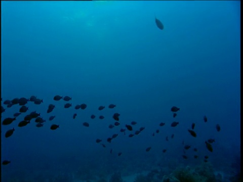 盘尾黑刺尾鱼在红海浅滩产卵视频素材