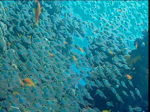 红海，一群长有花冠的玻璃鱼视频素材