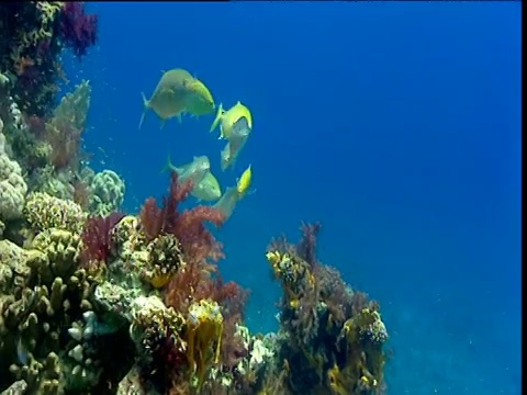 杰克游过红海的珊瑚视频素材