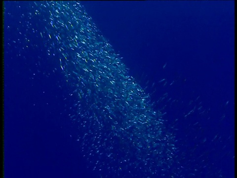 银色的浅滩转弯和闪光，红海视频素材