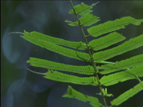 直升机豆娘从网上抓蜘蛛视频素材