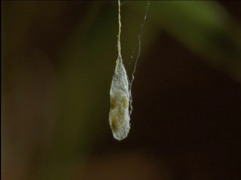 当寄生蜂的幼虫在它的蜘蛛宿主织成的蛛网上吐丝时，身体要倾斜视频素材