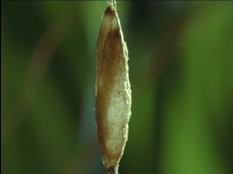 向下倾斜，使寄生蜂幼虫在其蜘蛛宿主制造的裹网中化蛹视频素材