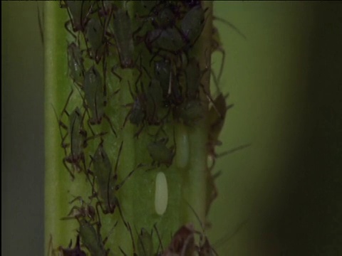 在英国植物上，食蚜蝇在捕食的蚜虫中产卵视频素材