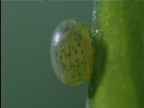 蜂鸟飞蛾毛虫在蛋壳里抽搐视频素材