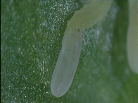 食蚜蝇幼虫从蛋壳中钻出来视频素材