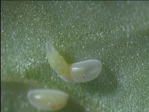 食蚜蝇幼虫从蛋壳中钻出来视频素材