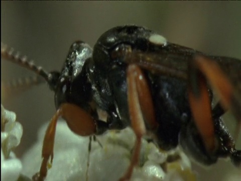 寄生蜂梳理自己，从花中汲取露水视频素材