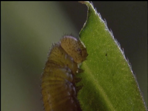 蜂鸟蛾毛虫吃树叶视频素材