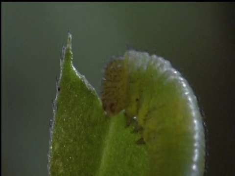 蜂鸟蛾毛虫吃树叶视频素材