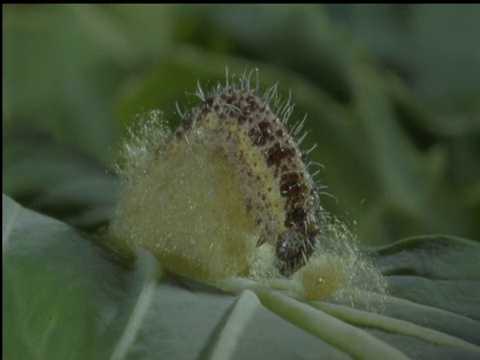 寄生性茧蜂幼虫从死去的卷心菜白蝴蝶毛虫寄主中冒出茧来视频素材