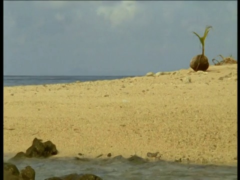 在巴布亚新几内亚，海浪翻滚过热带海滩，椰子发芽视频素材