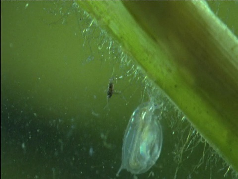 微小的水生寄生蜂和水蚤在池塘水中游泳视频素材