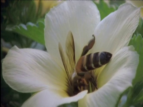 大蜜蜂从花上起飞视频素材