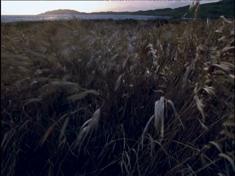 秋天风吹草吹湖视频素材