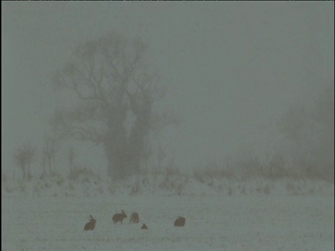 一群野兔在暴风雪中觅食视频素材