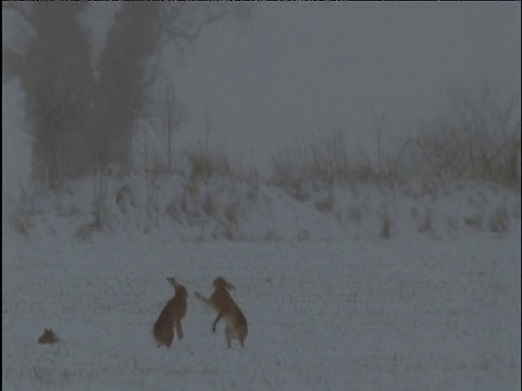 一对野兔在雪地里嬉戏视频素材