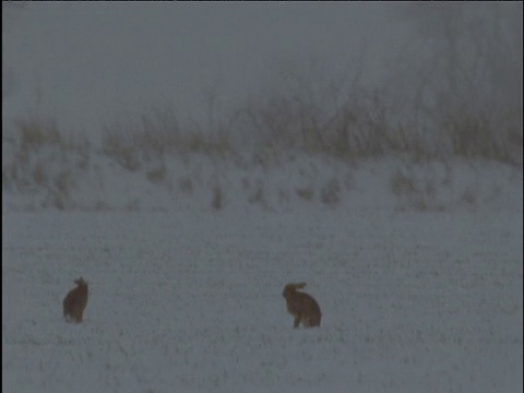 一对野兔在雪地里嬉戏追逐视频素材