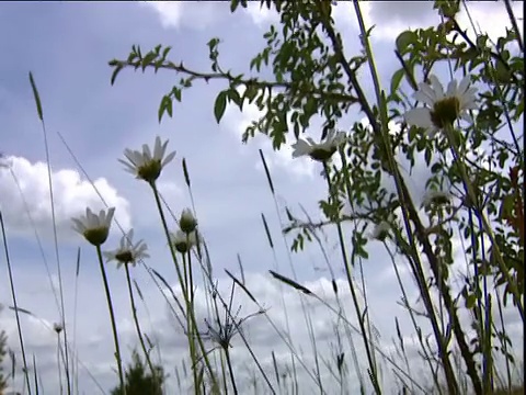 野草地上的牛眼雏菊视频素材