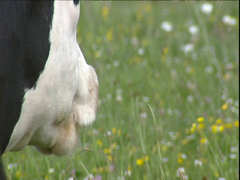 牛坐在野花草地上反刍视频素材