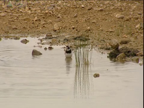 环鸻在池中沐浴视频素材