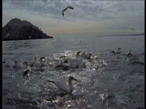 北塘鹅俯冲进食，Bass Rock，英国视频素材