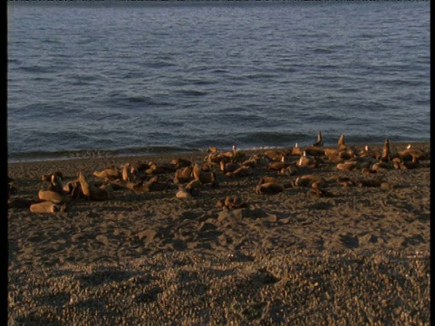 潘在阿根廷北部邦特的海滩上留下了海狮聚居地视频素材