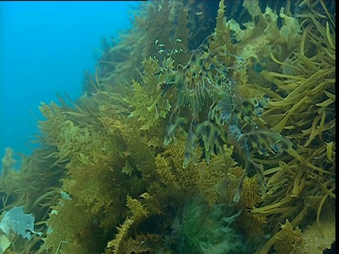 塔斯马尼亚袋鼠岛，雄性叶状海龙在洋流中漂流视频素材