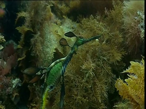 在塔斯马尼亚袋鼠岛，倾斜的海龙在海草中漂流视频素材