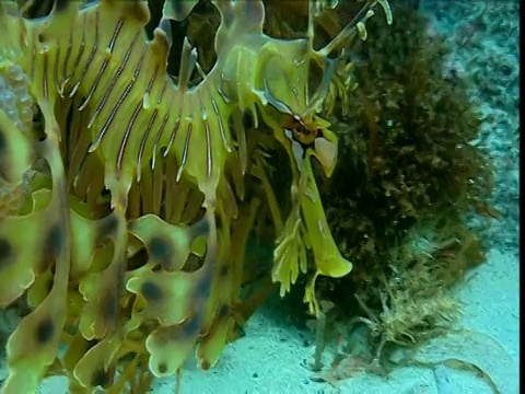 在塔斯马尼亚袋鼠岛，叶子状的海龙在水流中漂流视频素材