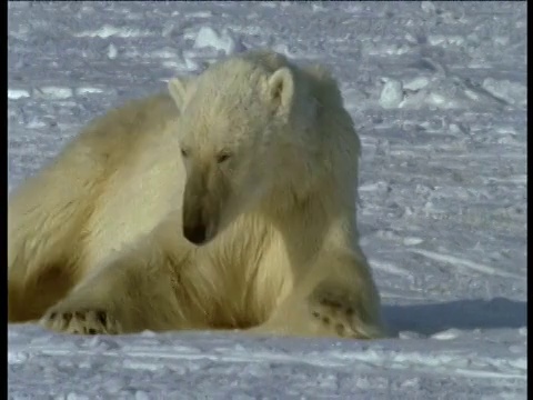 灰赖斯峡湾，北极熊在雪地里打滚视频素材