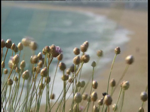 干花头吹在微风与海岸在背景拉焦点到沙滩Costa De La Luz视频素材