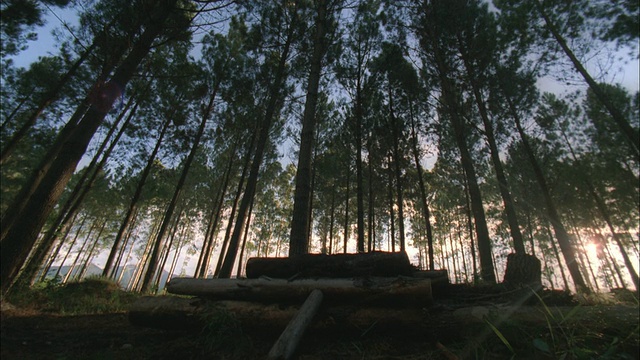 男孩骑山地车跳过森林里的原木，Tsitsikamma国家公园，南非。视频素材