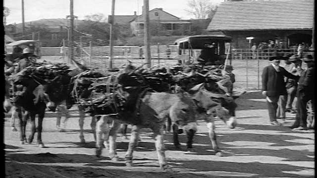 1920年的驴子驮着木头/美国南部/纪录片视频素材