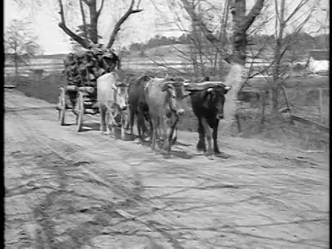 1920年的牛拉着满载木材的马车在泥泞的乡村道路上/美国南部/博士。视频素材