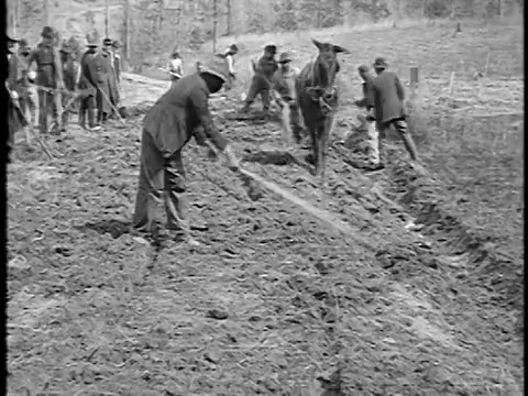 1920年的佃农在耕地/一人用骡子耕种/美国南部/纪录片视频素材