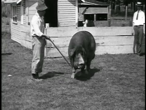 1920年赤脚农民与巨大的猪行走/新闻短片视频素材