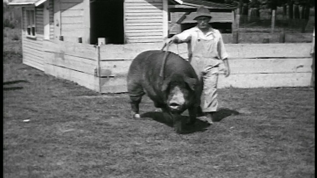 1920年赤脚农民用棍子/新闻胶片引导大猪视频素材