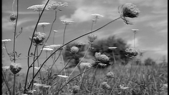 1944年的《黑与白》特写了田野/树木中随风飞舞的野花，作为背景/纪录片视频下载