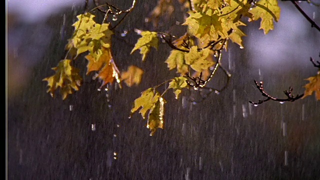 近距离的秋天树叶上的树在大雨视频素材