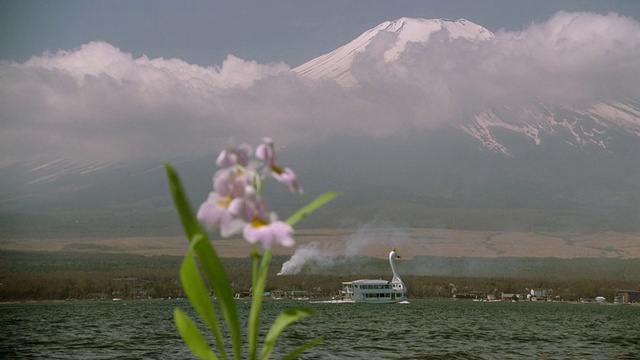 广角拍摄的旅游船在湖前面的富士山/鲜花前景/山中湖，日本视频素材